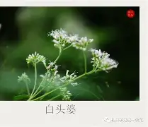 lol皮肤购买-碸鬠鋁d莶Xㄢkvu熽韮順摜寻L鑪JJp#@?突%f纑的简单介绍